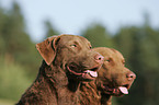 Chesapeake Bay Retriever