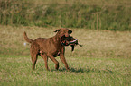 Chesapeake Bay Retriever bei der Jagd