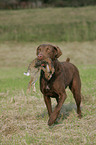 Chesapeake Bay Retriever bei der Jagd