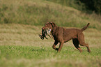 Chesapeake Bay Retriever bei der Jagd