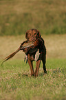 Chesapeake Bay Retriever bei der Jagd