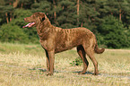 Chesapeake Bay Retriever