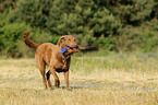 apportierender Chesapeake Bay Retriever