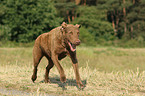 rennender Chesapeake Bay Retriever