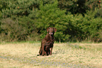 sitzender Chesapeake Bay Retriever