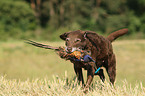 apportierender Chesapeake Bay Retriever