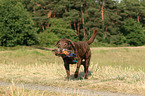 apportierender Chesapeake Bay Retriever