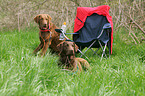 Chesapeake Bay Retriever