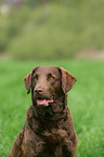 Chesapeake Bay Retriever Portrait