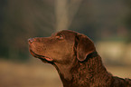 Chesapeake Bay Retriever Portrait