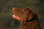 Chesapeake Bay Retriever Portrait