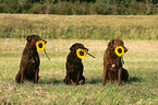 Chesapeake Bay Retriever