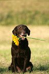 Chesapeake Bay Retriever