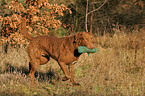 apportierender Chesapeake Bay Retriever