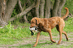 apportierender Chesapeake Bay Retriever