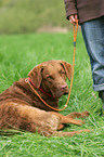Chesapeake Bay Retriever