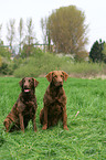 Chesapeake Bay Retriever