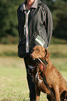 apportierender Chesapeake Bay Retriever