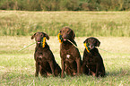 Chesapeake Bay Retriever