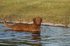 Chesapeake Bay Retriever