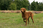 Chesapeake Bay Retriever