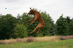 spielender Chesapeake Bay Retriever