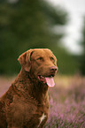 Chesapeake Bay Retriever Portrait