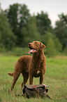 Chesapeake Bay Retriever