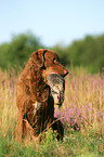 apportierender Chesapeake Bay Retriever