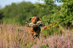 apportierender Chesapeake Bay Retriever