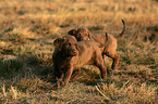 Chesapeake Bay Retriever Welpen