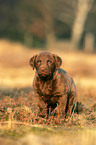 Chesapeake Bay Retriever Welpe