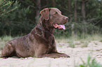 liegender Chesapeake Bay Retriever