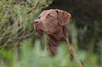 Chesapeake Bay Retriever Portrait