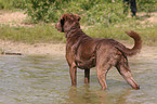 badender Chesapeake Bay Retriever