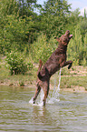 springender Chesapeake Bay Retriever