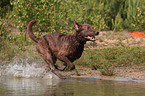 rennender Chesapeake Bay Retriever