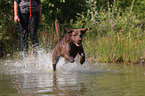 rennender Chesapeake Bay Retriever