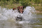 rennender Chesapeake Bay Retriever