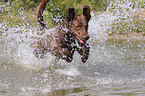 rennender Chesapeake Bay Retriever