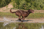 rennender Chesapeake Bay Retriever