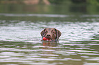 spielender Chesapeake Bay Retriever