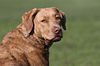 Chesapeake Bay Retriever Portrait