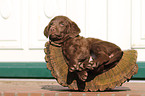 Chesapeake Bay Retriever Welpe