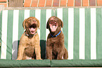 Chesapeake Bay Retriever Welpen