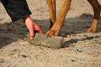 Chesapeake Bay Retriever Pfote