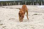 Chesapeake Bay Retriever