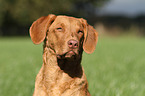 Chesapeake Bay Retriever Portrait