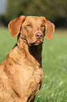 Chesapeake Bay Retriever Portrait