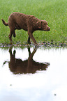 laufender Chesapeake Bay Retriever